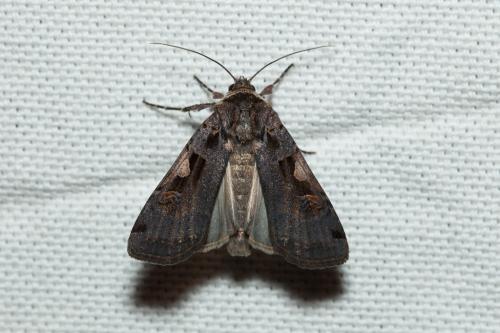 Réf. 187 239 : Xestia c-nigrum